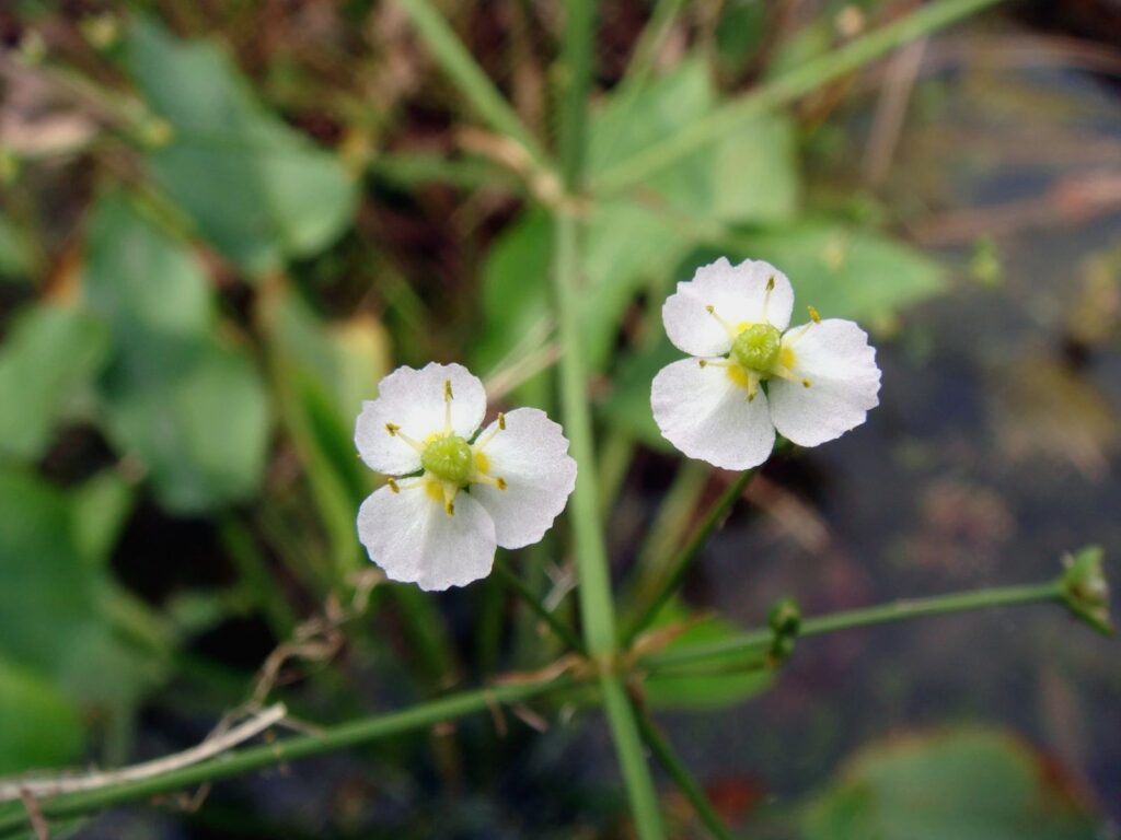 Alisma Orientalis (18%), Regulador de la retención de agua